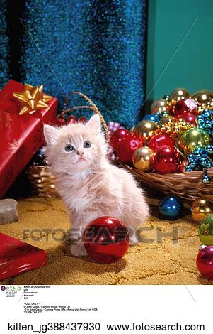 Christmas, Cat View Large Photo Image Stock Image - Christmas, Cat. Fotosearch