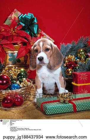 Christmas, Puppy View Large Photo Image Picture - Christmas, Puppy. Fotosearch