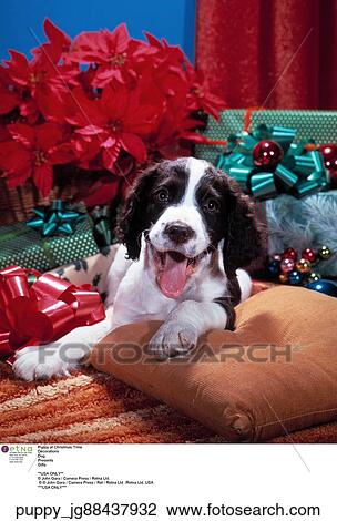 Christmas, Puppy View Large Photo Image Stock Image - Christmas, Puppy. Fotosearch