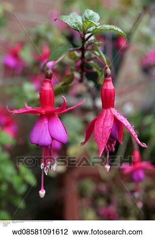 close up, rain, plants, outdoors, gardening, colourful flowers View Large Photo Image Stock Image - close up, rain, plants, outdoors, gardening, colourful flowers. Fotosearch