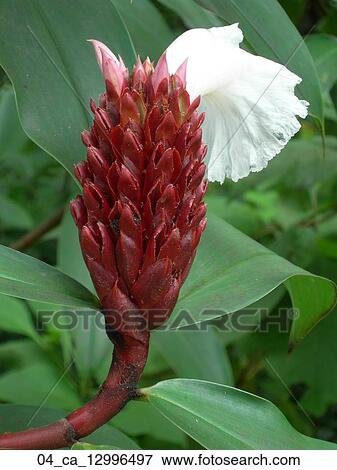 Close Up, White, Tropical, Red, Leaves, Flower View Large Photo Image Stock Photo - Close Up, White, Tropical, Red, Leaves, Flower. Fotosearch