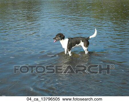 Stock Photography - Dog, Water, Swimming, Reflections. Fotosearch