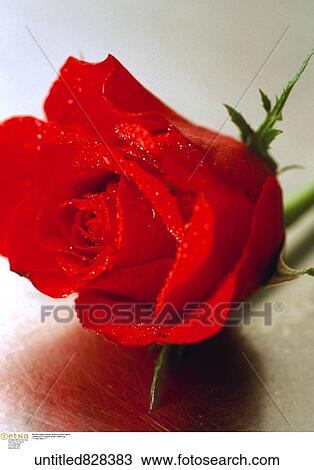 Flowers, Still Life, Rose View Large Photo Image Stock Image - Flowers, Still Life, Rose. Fotosearch