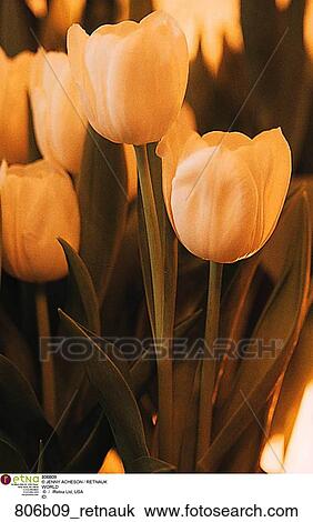 Stock Image - Flowers, Tulips, White, Plants, Close up. Fotosearch