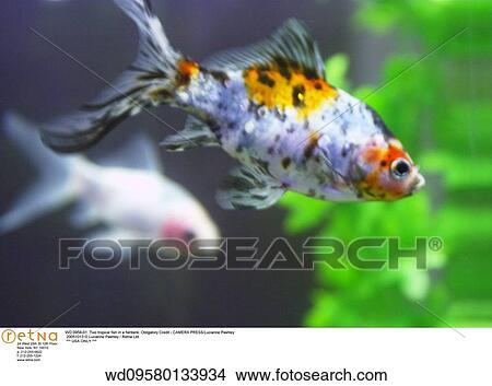 horizontal image, tropical fish, indoors, pet, pets, goldfish bowl, animal View Large Photo Image Picture - horizontal image, tropical fish, indoors, pet, pets, goldfish bowl, animal. Fotosearch