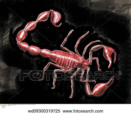 horoscope, star signs, illustration, scorpion, star sign, astrological View Large Photo Image Stock Photography - horoscope, star signs, illustration, scorpion, star sign, astrological. Fotosearch