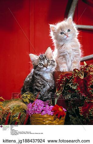 Picture - Outside, Cats, Plants. Fotosearch