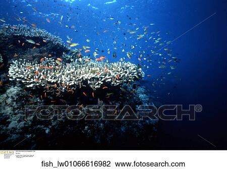 Stock Image - Pacific Island tropical fish photographed in 1994. Fotosearch