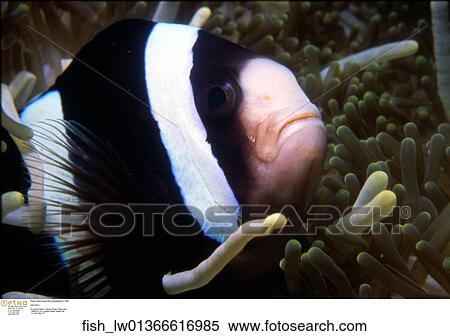 Stock Photography - Pacific Island tropical fish photographed in 1994. Fotosearch