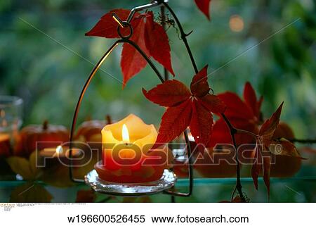 pumpkin, virginia creepers, still life, vine leaves, vine plant, lifestyles, autumn View Large Photo Image Stock Photography - pumpkin, virginia creepers, still life, vine leaves, vine plant, lifestyles, autumn. Fotosearch