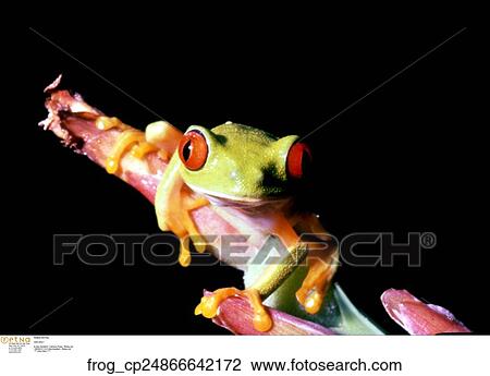 Stock Image - Redeye tree frog. Fotosearch