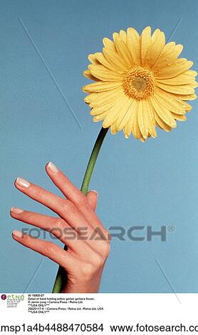 Still Life, flower, hand View Large Photo Image Picture - Still Life, flower, hand. Fotosearch