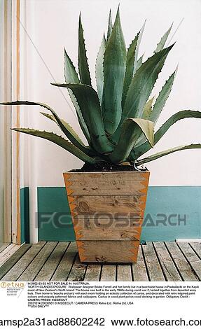 Still Life, Plants & Flowers View Large Photo Image Stock Image - Still Life, Plants & Flowers. Fotosearch