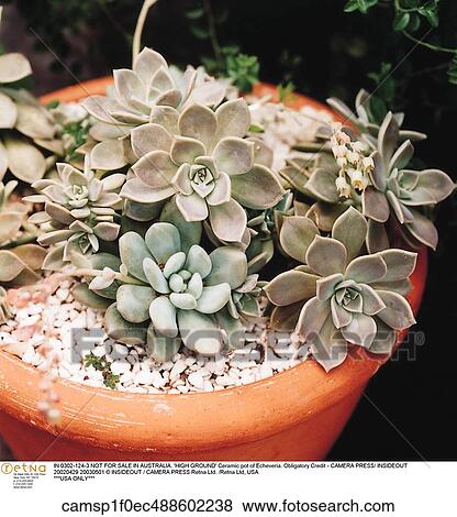 Still Life, Plants & Flowers View Large Photo Image Stock Photo - Still Life, Plants & Flowers. Fotosearch