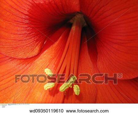 still life, pollen, gardening, flowering plant, detail View Large Photo Image Stock Image - still life, pollen, gardening, flowering plant, detail. Fotosearch