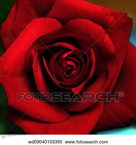 Stock Photography - still life, single flower, red flower, indoors, gardening. Fotosearch