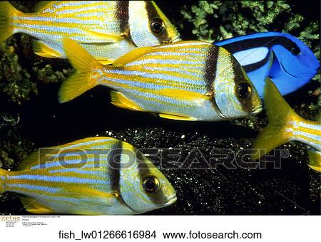 Picture - Tropical fish photographed at The Chester Zoo in London in 1994. Fotosearch