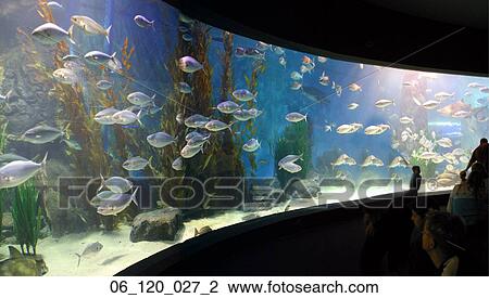 Melbourne Aquarium people public fish sharks swim underwater family water View Large Photo Image Stock Image - Melbourne Aquarium people public fish sharks swim underwater family water. Fotosearch