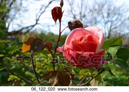 Stock Image - Outside flower rose pink garden summer. Fotosearch