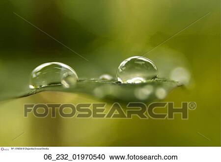 Waterdrop on a leaf water leaf nature green water still life outside plant rain View Large Photo Image Stock Image - Waterdrop on a leaf water leaf nature green water still life outside plant rain. Fotosearch