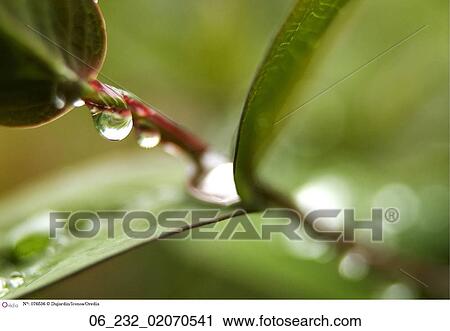 Waterdrop on leaf water plant leaf green nature Still life outside rain View Large Photo Image Stock Image - Waterdrop on leaf water plant leaf green nature Still life outside rain. Fotosearch