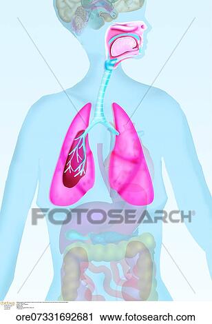 呼吸 システム 肺 呼吸 解剖学 気管支 チューブ 結核 喉頭 肺 鼻 Pharynx 気管 内部 器官 ストックイメージ Ore Fotosearch