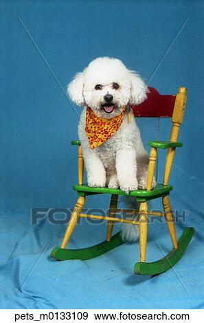Stock Photo -  A bischon dog siting on a colored rocker against a blue backdrop.. Fotosearch