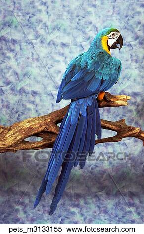 a blue and yellow parrot bird sitting on a branch against a dappled blue backdrop. View Large Photo Image Stock Photography - a blue and yellow parrot bird sitting on a branch against a dappled blue backdrop.. Fotosearch