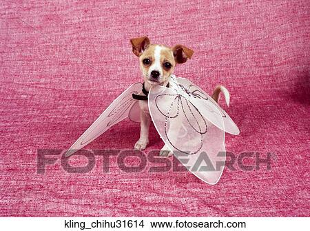 A chihuahua wearing oversized fairy wings against a pink backdrop View Large Photo Image Picture - A chihuahua wearing oversized fairy wings against a pink backdrop. Fotosearch