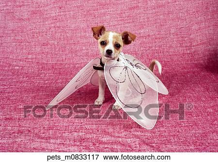 A chihuahua wearing oversized fairy wings against a pink backdrop. View Large Photo Image Stock Photo - A chihuahua wearing oversized fairy wings against a pink backdrop. . Fotosearch