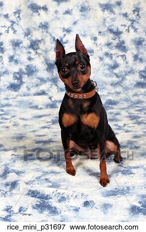 A mini pinscher dog sitting down on a dapple blue and white backdrop. View Large Photo Image Stock Photo - A mini pinscher dog sitting down on a dapple blue and white backdrop.. Fotosearch