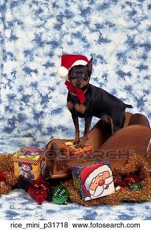 A mini pinscher dog sitting on a wodden sleigh. HE's wearing a christmas hat and bow and is surrounded by gifts. Behind him is a dapple blue and white backdrop. View Large Photo Image Stock Photo - A mini pinscher dog sitting on a wodden sleigh. HE's wearing a christmas hat and bow and is surrounded by gifts. Behind him is a dapple blue and white backdrop.. Fotosearch
