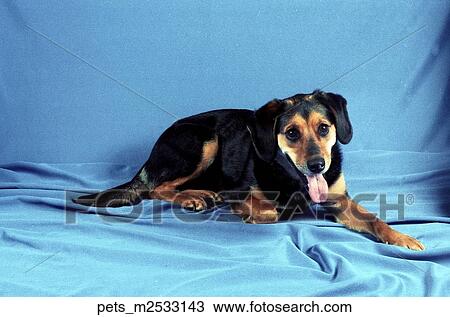 Stock Image -  A Mutt dog lying down on a light blue backdrop.. Fotosearch