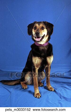 A Mutt dog sitting down on a blue backdrop. View Large Photo Image Stock Image - A Mutt dog sitting down on a blue backdrop.. Fotosearch
