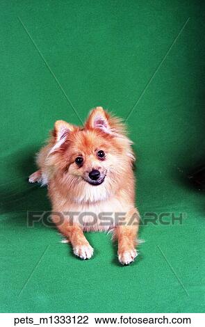 Stock Image -  A pomeranian dog lying down on a green backdrop . Fotosearch