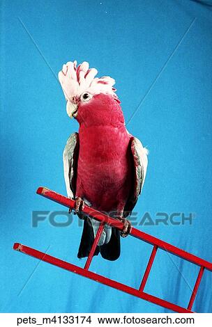Picture -  a red and white parrot bird sitting on a ladder against a blue backdrop. Fotosearch