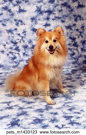 A Rousseau Pmeranian dog sitting on a dapple blue and white backdrop. View Large Photo Image Stock Image - A Rousseau Pmeranian dog sitting on a dapple blue and white backdrop. . Fotosearch