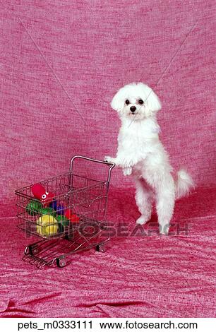 A Rousseau Pmeranian dog wearing a bumble bee costume and sitting on a dapple blue and white backdrop. View Large Photo Image Stock Image - A Rousseau Pmeranian dog wearing a bumble bee costume and sitting on a dapple blue and white backdrop. . Fotosearch