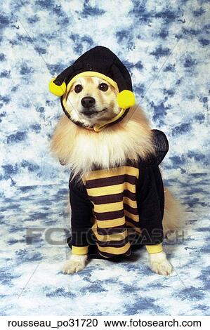 Stock Image -  A Rousseau Pmeranian dog wearing a bumble bee costume and sitting on a dapple blue and white backdrop. Fotosearch
