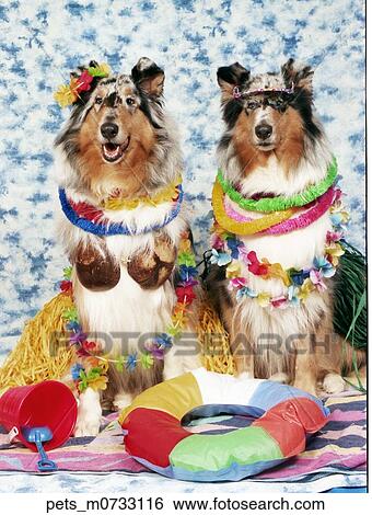 A Rousseau Pmeranian dog wearing a bumble bee costume and sitting on a dapple blue and white backdrop. View Large Photo Image Stock Photograph - A Rousseau Pmeranian dog wearing a bumble bee costume and sitting on a dapple blue and white backdrop. . Fotosearch