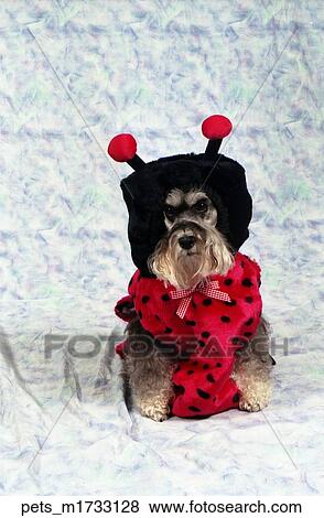 A Schnauzer dog wearing a ladybug costume.  View Large Photo Image Stock Photo -  A Schnauzer dog wearing a ladybug costume. . Fotosearch