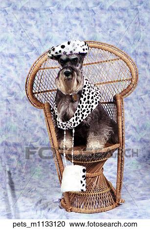 A Schnauzer dog wearing a leopard print hat" View Large Photo Image Stock Image - A Schnauzer dog wearing a leopard print hat". Fotosearch