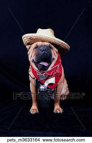 A shar Pei dog sitting on a black backdrop wearing a straw hat and bandana. View Large Photo Image Picture - A shar Pei dog sitting on a black backdrop wearing a straw hat and bandana. . Fotosearch