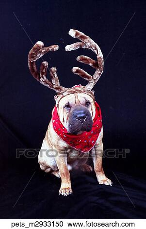 A shar Pei dog sitting on a black backdrop wearing a antlers and a bandana View Large Photo Image Stock Image - A shar Pei dog sitting on a black backdrop wearing a antlers and a bandana. Fotosearch