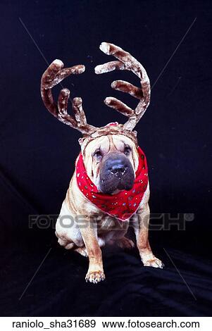 A shar Pei dog sitting on a black backdrop wearing a antlers and a bandana. View Large Photo Image Stock Photo - A shar Pei dog sitting on a black backdrop wearing a antlers and a bandana.. Fotosearch