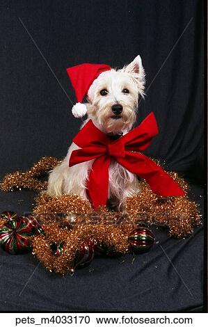A terrier dog sitting in a pile of tinsel and christmas ornaments. He's wearing a red santa hat and bow. View Large Photo Image Stock Image - A terrier dog sitting in a pile of tinsel and christmas ornaments. He's wearing a red santa hat and bow. . Fotosearch