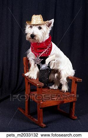 A terrier dog sitting on a rocking chair wearing a cowboy costume equipped with a hat View Large Photo Image Stock Image - A terrier dog sitting on a rocking chair wearing a cowboy costume equipped with a hat. Fotosearch