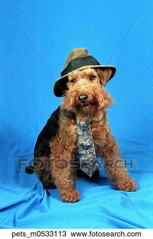 A welsh terrier dog wearing a hat and tie. View Large Photo Image Stock Image - A welsh terrier dog wearing a hat and tie. . Fotosearch