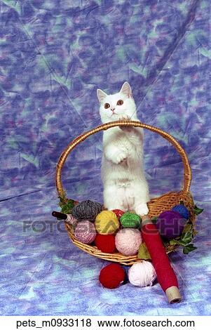 A white kitten sitting in a basket of assorted yarns against a dappled blue background. View Large Photo Image Stock Photo - A white kitten sitting in a basket of assorted yarns against a dappled blue background. . Fotosearch
