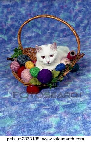 A white kitten sitting in a basket of assorted yarns against a dappled blue background. View Large Photo Image Stock Photo - A white kitten sitting in a basket of assorted yarns against a dappled blue background. . Fotosearch